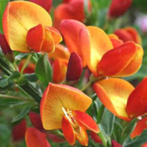 CYTISUS 'Lena'