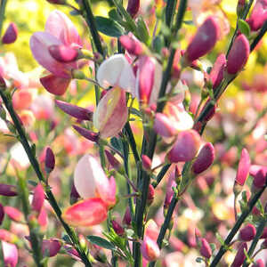 CYTISUS x praecox 'Zeelandia'®