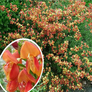 CYTISUS scoparius 'Goldfinch'