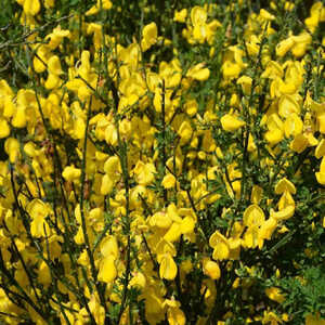 CYTISUS scoparius