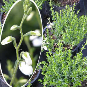 DABOECIA cantabrica 'Alberta White'