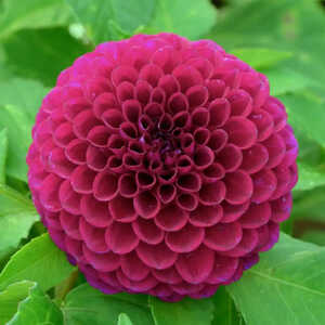 DAHLIA 'Amira'