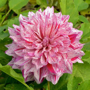 DAHLIA 'Anatol'