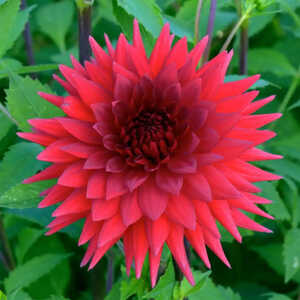 DAHLIA 'Arthur Lashlie'