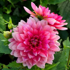 DAHLIA 'Berliner Kleene'