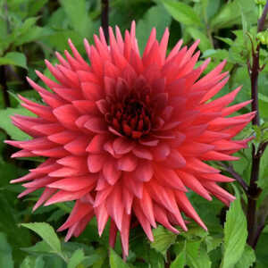 DAHLIA 'Berger's Rekord'