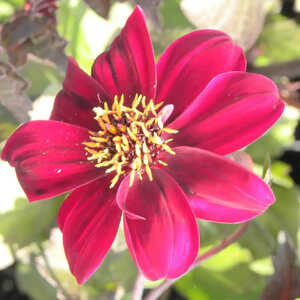 DAHLIA 'Bishop of Auckland'