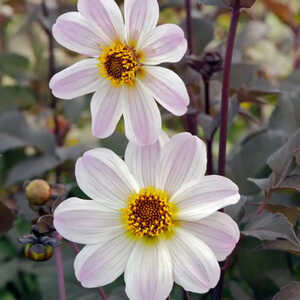 DAHLIA 'Bishop of Dover'