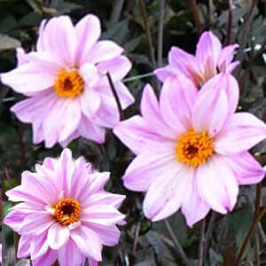 DAHLIA 'Bishop of Leicester'