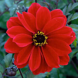 DAHLIA 'Bishop of Llandaff'