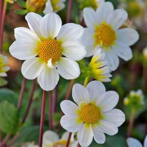 DAHLIA 'Blanc'