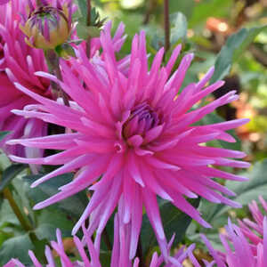 DAHLIA 'Blue Record'