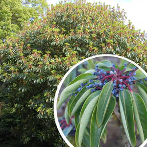 DAPHNIPHYLLUM macropodum