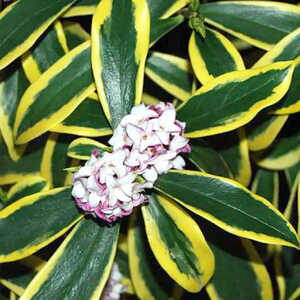 DAPHNE odora 'Marianni'