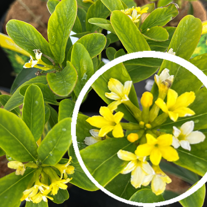 DAPHNE gemmata 'Royal Crown'