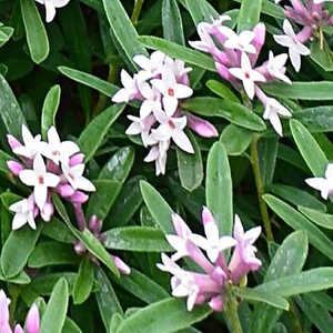 DAPHNE x transatlantica 'Pink Fragrance'