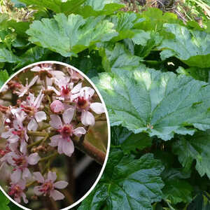 DARMERA peltata