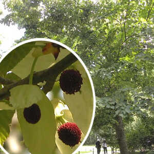 DAVIDIA involucrata