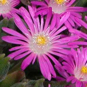 DELOSPERMA aberdeenense