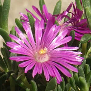 DELOSPERMA ashtonii