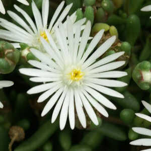 DELOSPERMA 'Graaf Reinet'