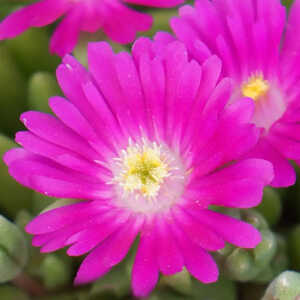 DELOSPERMA 'Jewel of Desert Opal'®