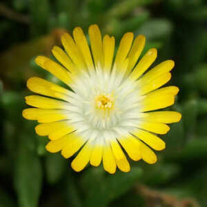 DELOSPERMA 'Jewel of Desert Peridott'®