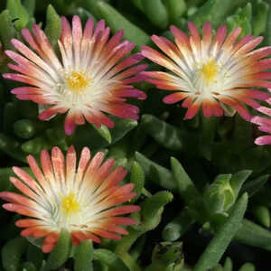 DELOSPERMA 'Jewel of Desert Ruby'®