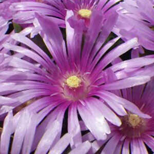 DELOSPERMA 'Jewel of Desert Sundella Lavander'®