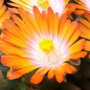 DELOSPERMA 'Jewel of Desert Topaz'®