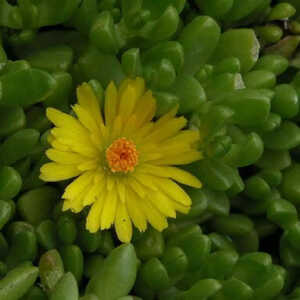 DELOSPERMA nubigenum