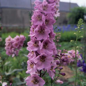 DELPHINIUM Pacific 'Astolat'