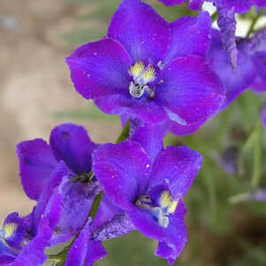 DELPHINIUM belladonna 'Atlantis'