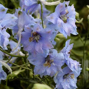 DELPHINIUM belladonna 'Semi Plena'