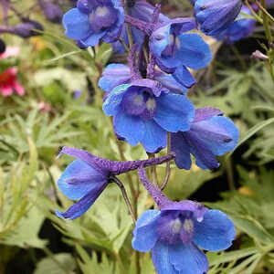 DELPHINIUM belladonna 'Bellamosum'