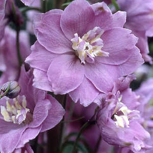 DELPHINIUM Pacific 'Blue Fountains'