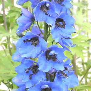 DELPHINIUM Pacific 'Blue Jay'