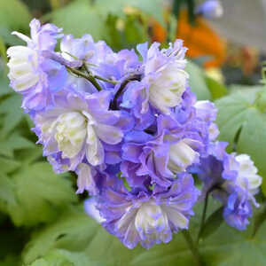 DELPHINIUM 'Bolero'®