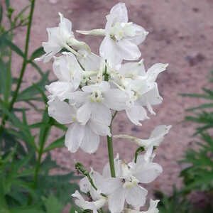 DELPHINIUM belladonna 'Casa Blanca'