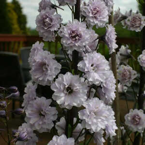 DELPHINIUM 'Cha Cha'®