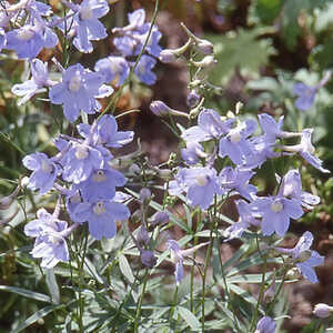 DELPHINIUM 'Cliveden Beauty'