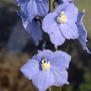 DELPHINIUM belladona 'Connecticut Yankees'