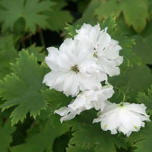 DELPHINIUM elatum 'Double Innocence'