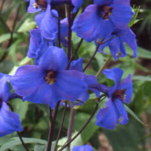 DELPHINIUM elatum 'Finsteraarhorn'