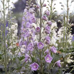 DELPHINIUM Pacific 'Guinevere'