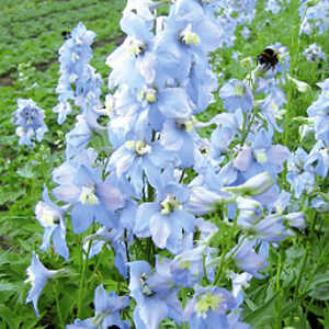 DELPHINIUM elatum 'Morgenduft'