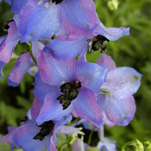 DELPHINIUM elatum 'Ouvertüre'