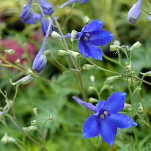 DELPHINIUM belladonna 'Völkerfrieden'