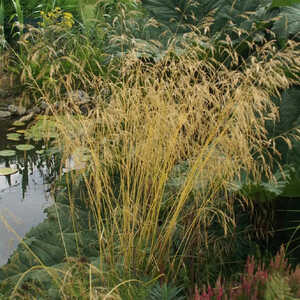 DESCHAMPSIA cespitosa 'Goldgehänge'