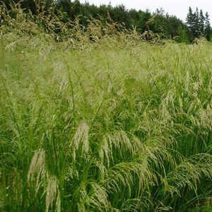 DESCHAMPSIA cespitosa 'Tauträger'